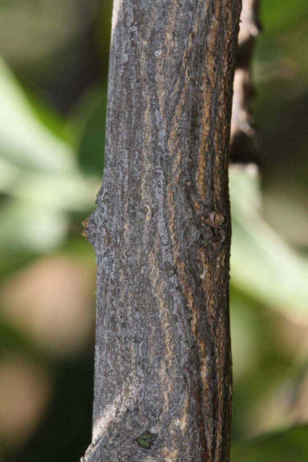              Second - third year twig (Riverside, CA)       